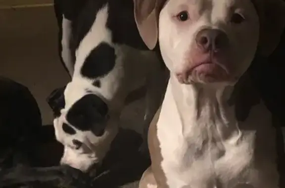 Lost White/Tan Pit on Wells Street 1317