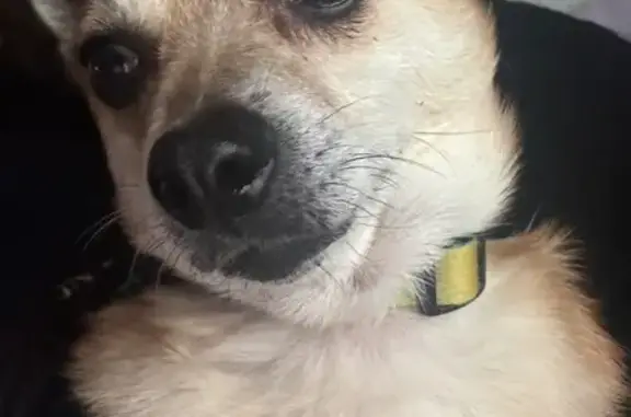 Lost and found pets Tulsa, photo: Found: Friendly Male Chihuahua Mix in Tulsa