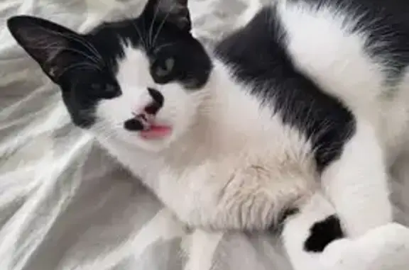 Lost Cat Alert: Ford Ave, Wyandotte