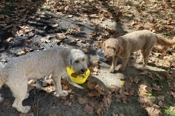 Lost and found pets , photo: Found: Friendly Poodles on Burnt Bridge