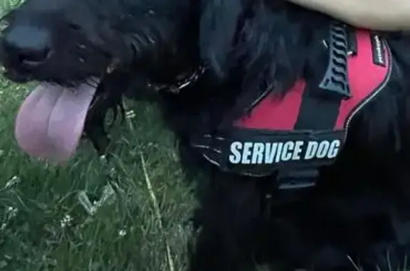 Lost pets New York, photo: Lost Dog: Pickles, Friendly Terrier Mix