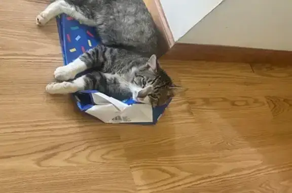 Lost Cat: Grey Coat, Green Eyes, Silver Run