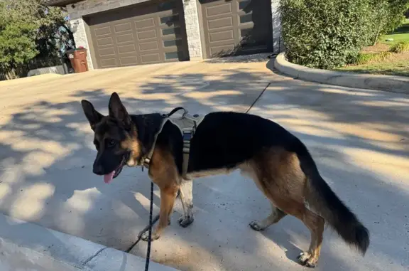 Found dog , photo: Found: Sweet German Shepherd in Texas