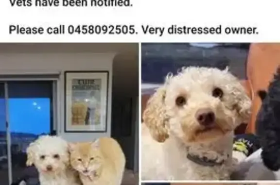 Lost Mini Poodle in Bega Valle...