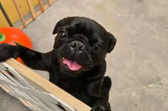 Animales perdidos Ecatepec de Morelos, foto: Perra Negra Perdida en Ecatepec, 1 Año