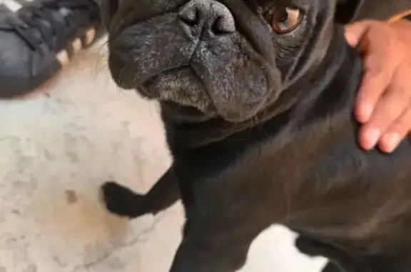 Perro Negro Encontrado en Plaz...