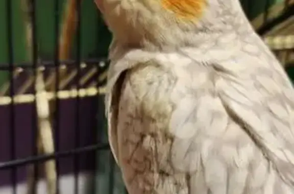 Lost pets Lansing, photo: Lost Yellow & Gray Bird: Skittles Missing