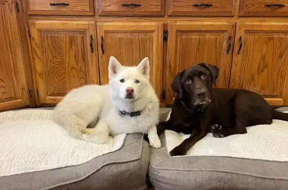 Lost pets Kansas City, photo: Lost Chocolate Lab on North 82 St, KC