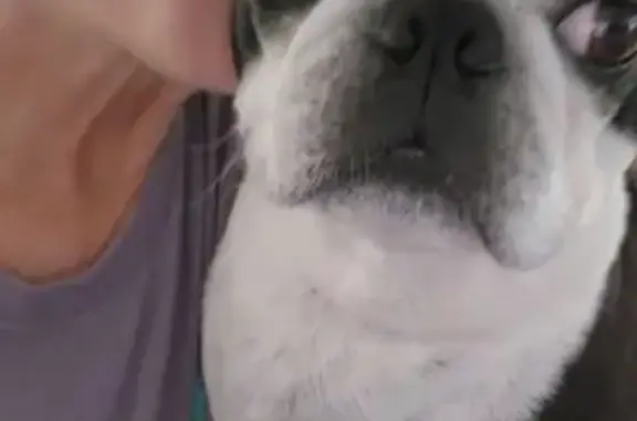 Friendly Black & White Dog Lost in Boulder City