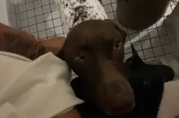 Lost Dog: Friendly Brown & Spotted in St. Augustine