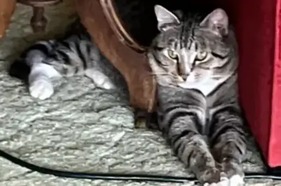 Lost pets Forest Grove, photo: Lost Cat: Black/White/Grey, Loud Meow