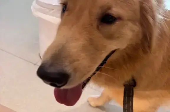 Found: Male Goldie with Orange...