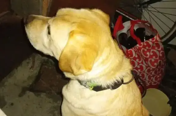 Animaux trouvés Athée-sur-Cher, photo: Labrador sable mâle trouvé à Athée-sur-Cher