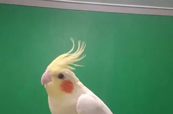 Lost pets Cannington, photo: Friendly Cockatiel Lost Near Zinnia Way