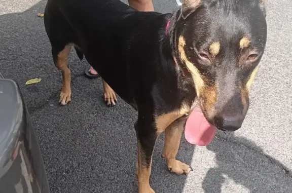 Lost Black & Tan Dog in Captain Cook