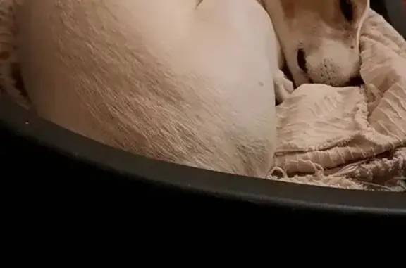 Animaux perdus , photo: Jack Russel perdu à Granzay-Gript