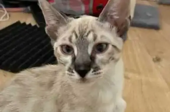 Animaux perdus Ollioules, photo: Chatte perdue, blanche et marron, Ollioules