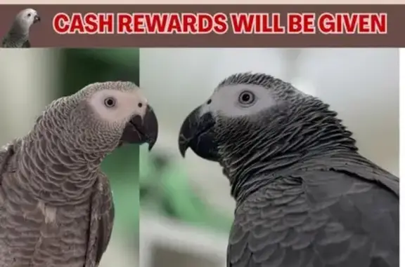 Lost and found pets Singapore, photo: Lost African Grey Parrot in Serangoon