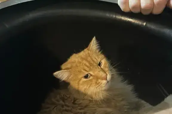 Lost pets Idaho Falls, photo: Lost: Friendly Orange Cat, Ronglyn Ave