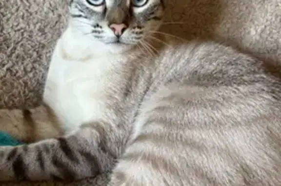 Chat tigré perdu, peureux, Villevaudé - photo