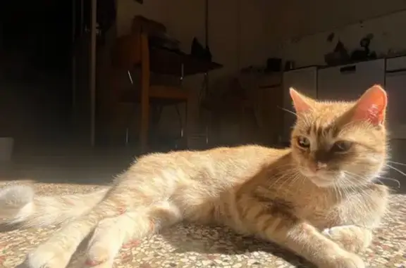 Chat perdu, Nantes, photo: Chat roux Billy perdu à Nantes