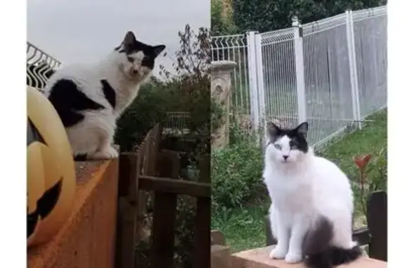 Chat perdu à Saint-Saturnin-lès-Apt - photo