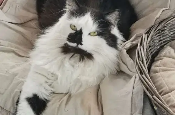 Chatte perdue à Saint-Quentin-Fallavier - photo