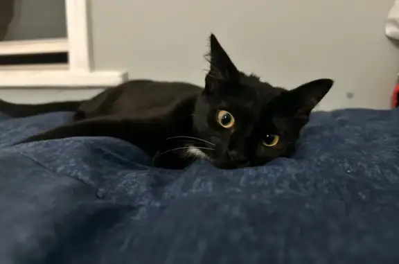 Lost pets Chicago, photo: Lost Cat: Black with White Chest Spot
