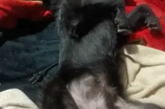 Animales perdidos Chicoloapan, foto: Perro perdido: Chipu, barbita blanca y tics