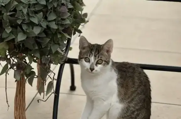 Chat perdu à l'Estaque, contactez-nous ! - photo