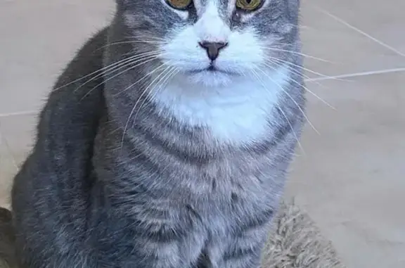 Chat perdu : Maceo, tigré gris, Fort-de-France - photo