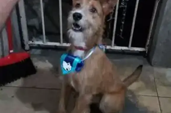 cachorro encontrada