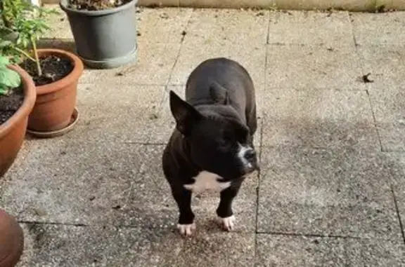 Animaux trouvés Poitiers, photo: Chienne noire et blanche trouvée à Poitiers