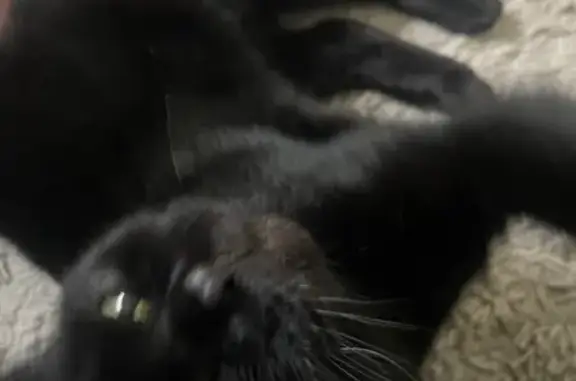 Friendly Black Cat Found on Wh...