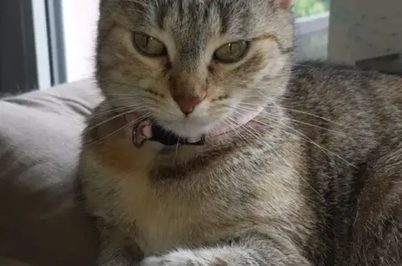 Chatte grise tabby perdue à Lingolsheim - photo