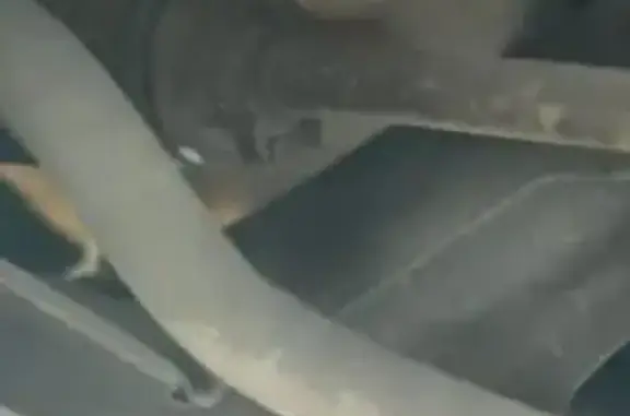 Gato encontrado , foto: Gatito Blanco Perdido en Calle Luis Buñuel