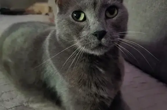 Chat perdu, Pont-sur-Yonne, photo: Chat gris perdu à Pont-sur-Yonne