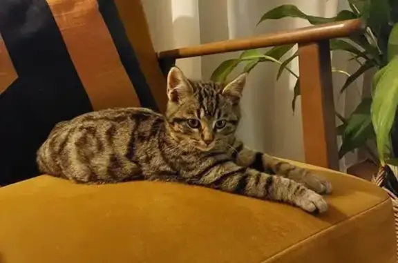 Chaton tigré perdu, Rue des Cèdres - photo