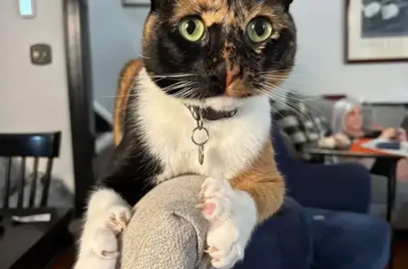 Lost pets , photo: Lost Calico Cat, Microchipped, Ridge Blvd