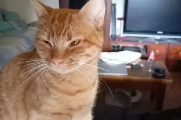 Animaux perdus , photo: Chat perdue orange rayée, yeux marron