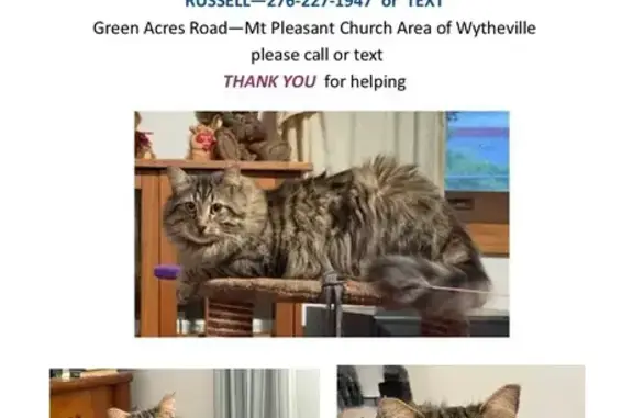 Lost Cat: Fluffy 18lb on Green Acres Dr