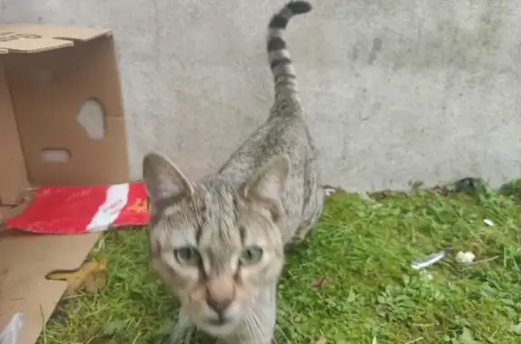 Chat trouvé Tours, photo: Chat trouvé Rue Guynemer, Tours