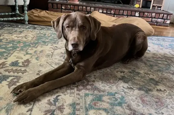 Lost Chocolate Lab Bugsy on Kimberly Dr