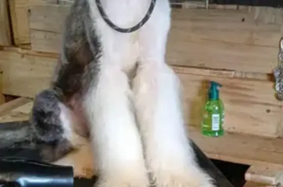 Help Find Waffles: Lost Puppy in Ashton