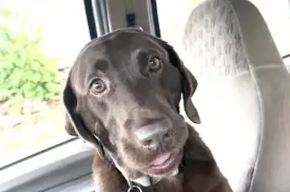 Lost Chocolate Lab Mazy on Kimberly Dr