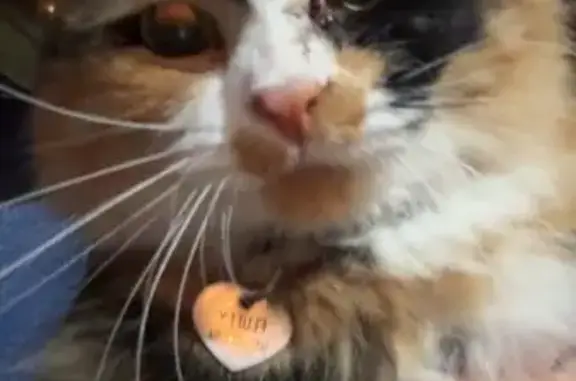 Lost pets Neosho, photo: Lost Fluffy Calico Cat: Blind in One Eye