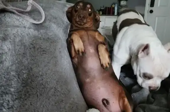 Lost pets Tennessee Ridge, photo: Help Find Juggernaut: Lost Brown Weenie Dog