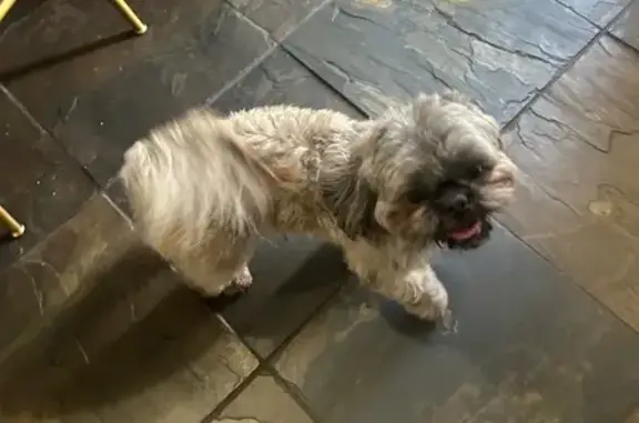 Found dog Riverton, photo: Found Shih Tzu: Short Face, Baby Teeth