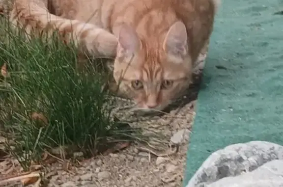 Animaux trouvés Évian-les-Bains, photo: Chat très câlin trouvé à Évian-les-Bains