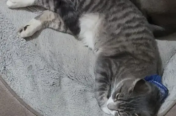 Lost Friendly Tabby Cat in Sullivan Area